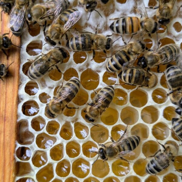 zomerhoning 2025 (vloeibare of lopende honing 500gr) - Afbeelding 11
