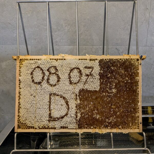 zomerhoning 2025 (vloeibare of lopende honing 500gr) - Afbeelding 3